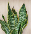 Snake Plant & Pot