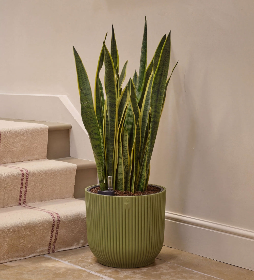 Snake Plant in Self-watering Pot