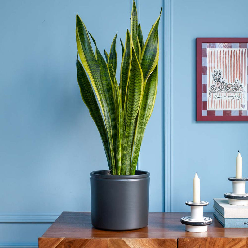 Snake Plant & Pot