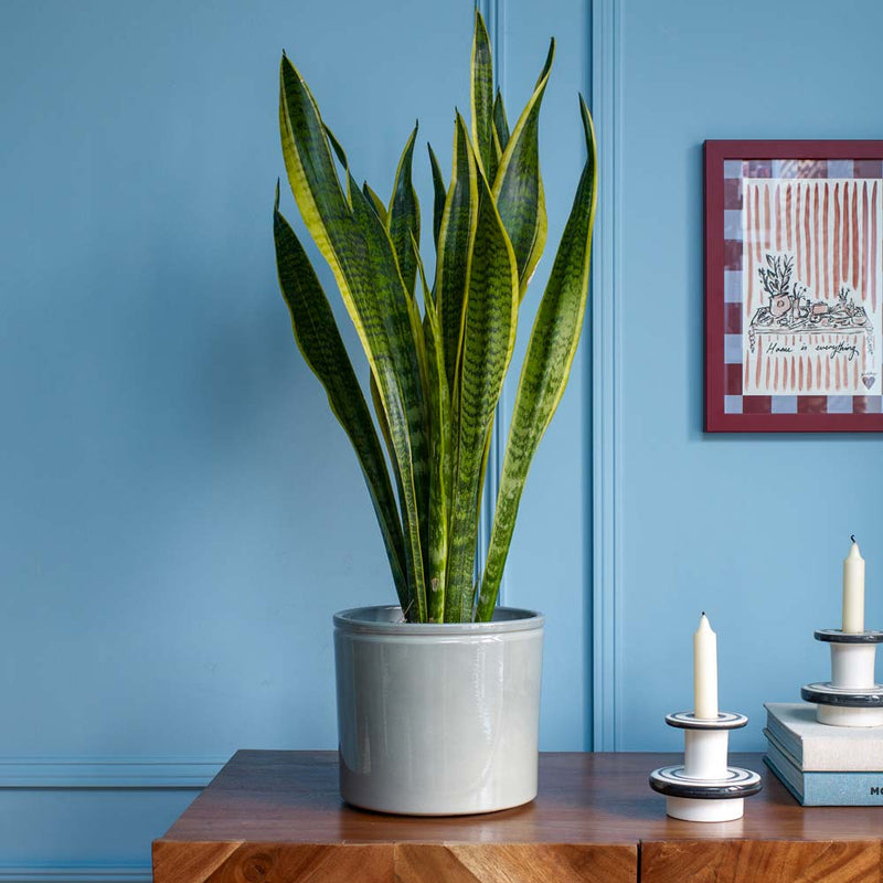 Snake Plant & Pot
