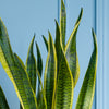 Snake Plant & Pot