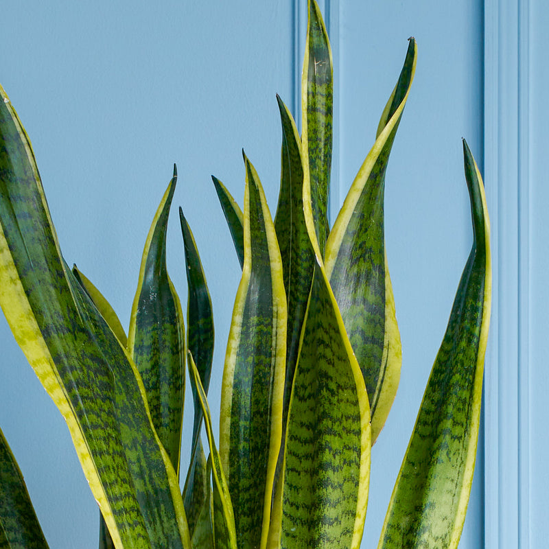 Snake Plant & Pot