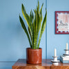 Snake Plant & Pot