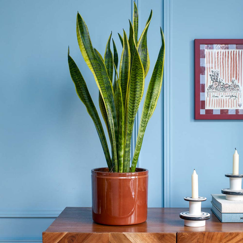 Snake Plant & Pot