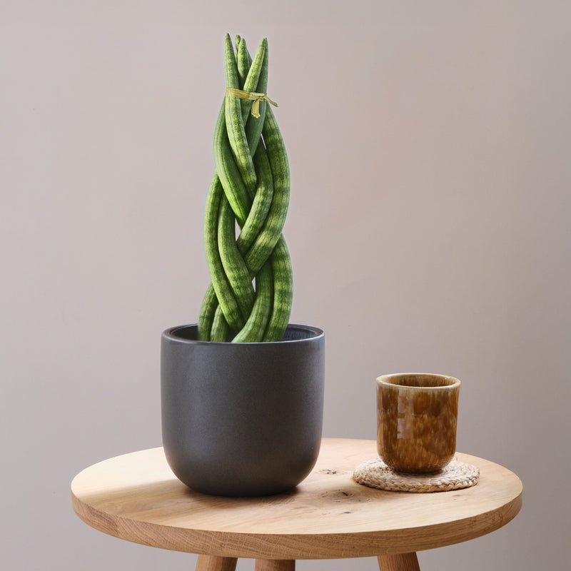 Snake Plant Twister