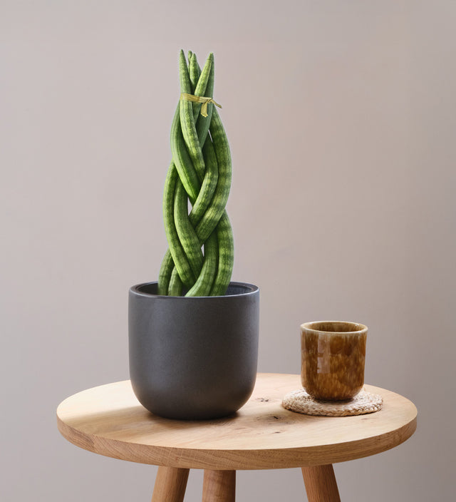 Snake Plant Twister