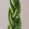 Snake Plant Twister