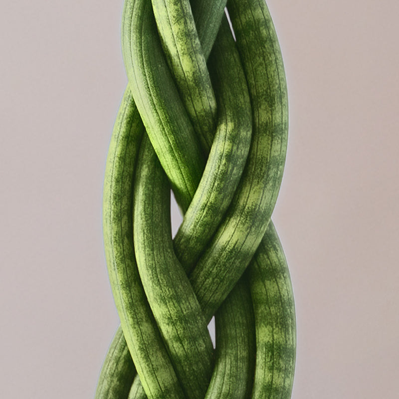 Snake Plant Twister