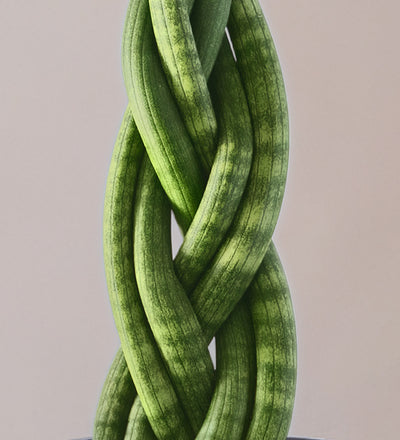 sansevieria cylindrica twister Snake Plant Twister