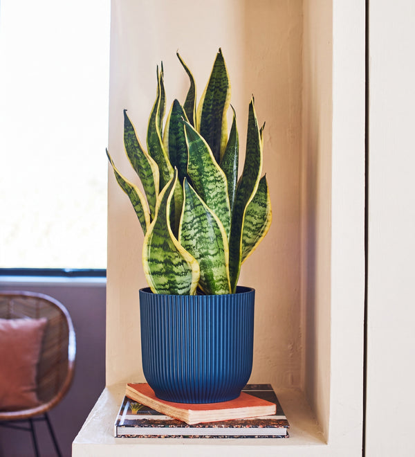 Air Purifying Plants