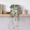 String Of Hearts & Pot