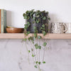 String Of Hearts & Pot