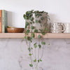 String Of Hearts & Pot