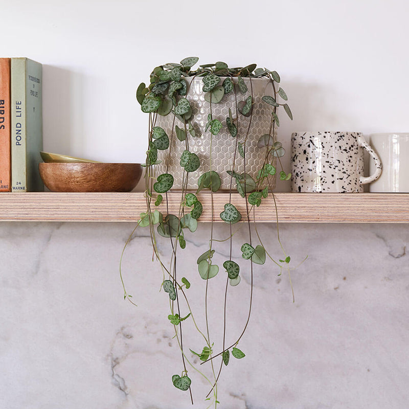 String Of Hearts & Pot