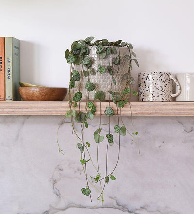 String Of Hearts & Pot