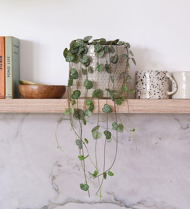 String Of Hearts & Pot