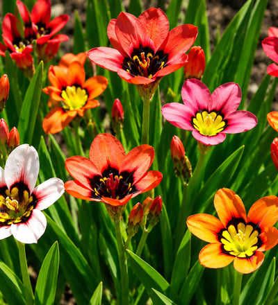 Harlequin Flower Bulbs