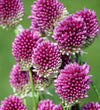 Drumstick Allium Bulbs