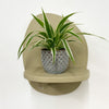 Mini Spider Plant & Pot
