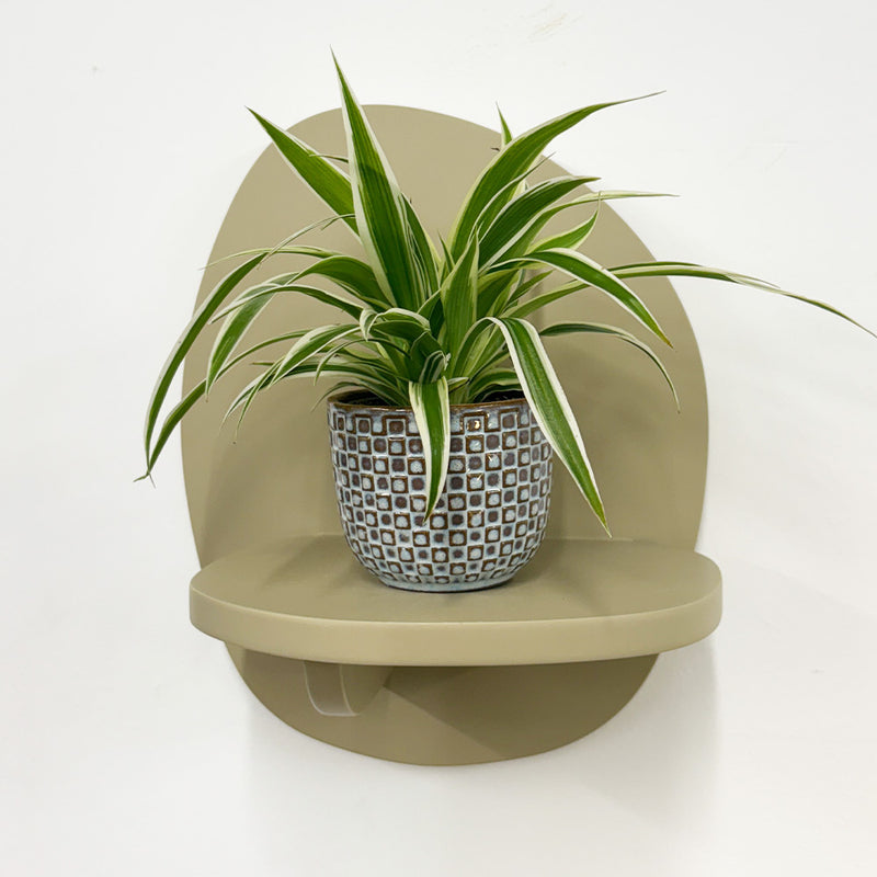 Mini Spider Plant & Pot
