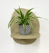 Mini Spider Plant & Pot