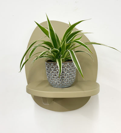 Mini Spider Plant & Pot