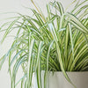 Hanging Spider Plant