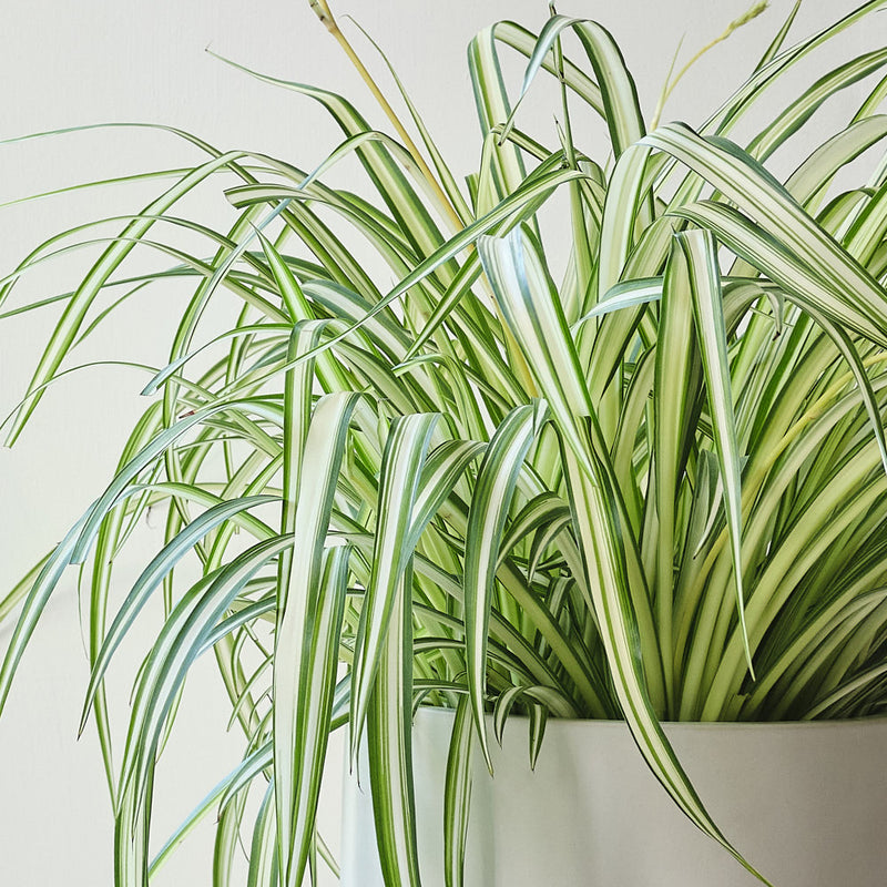 Hanging Spider Plant