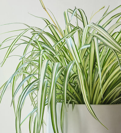 Hanging Spider Plant