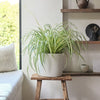 Hanging Spider Plant