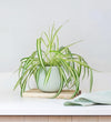 Spider Plant