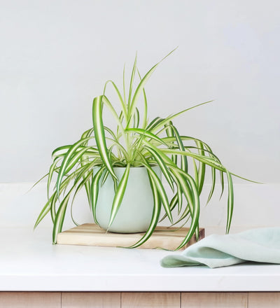 Spider Plant