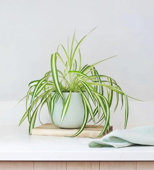 Spider Plant