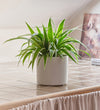 Spider Plant