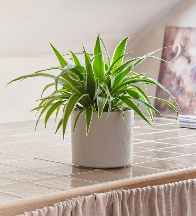 Spider Plant