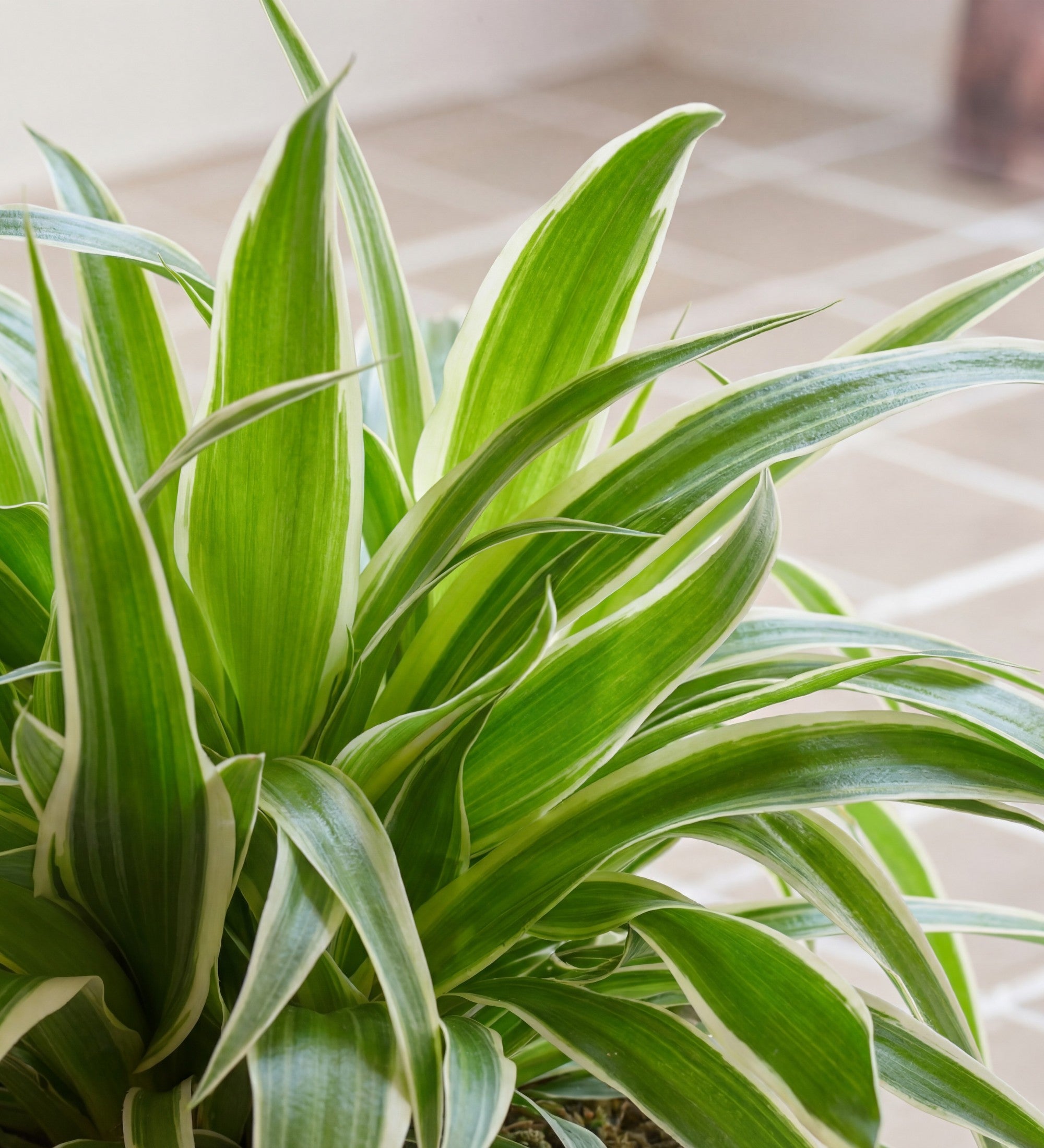 Spider Plant Chlorophytum Comosum Easy Care Indoor Plant With spider-plant-chlorophytum-comosum-easy-care-indoor-plant-with