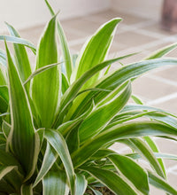 Spider Plant