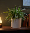 Spider Plant