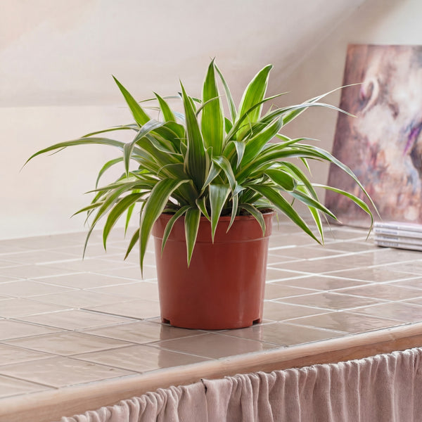 Grower's Pot