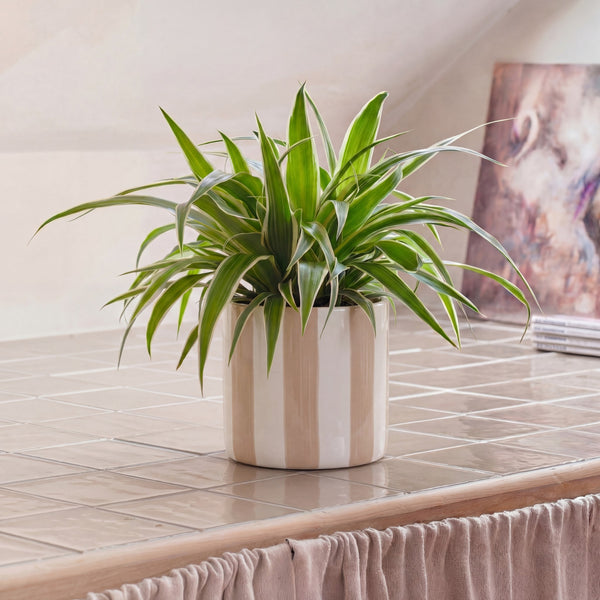 Spider Plant (Chlorophytum Comosum)