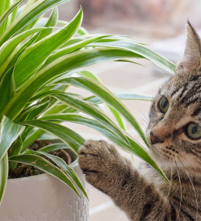 do cats eat spider plants Spider Plant (Chlorophytum Comosum)