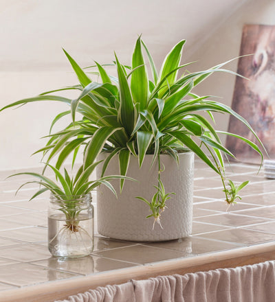 spider plant succulent Spider Plant
