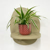 Mini Spider Plant & Pot