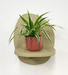 Mini Spider Plant & Pot