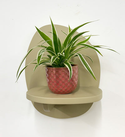 Mini Spider Plant & Pot