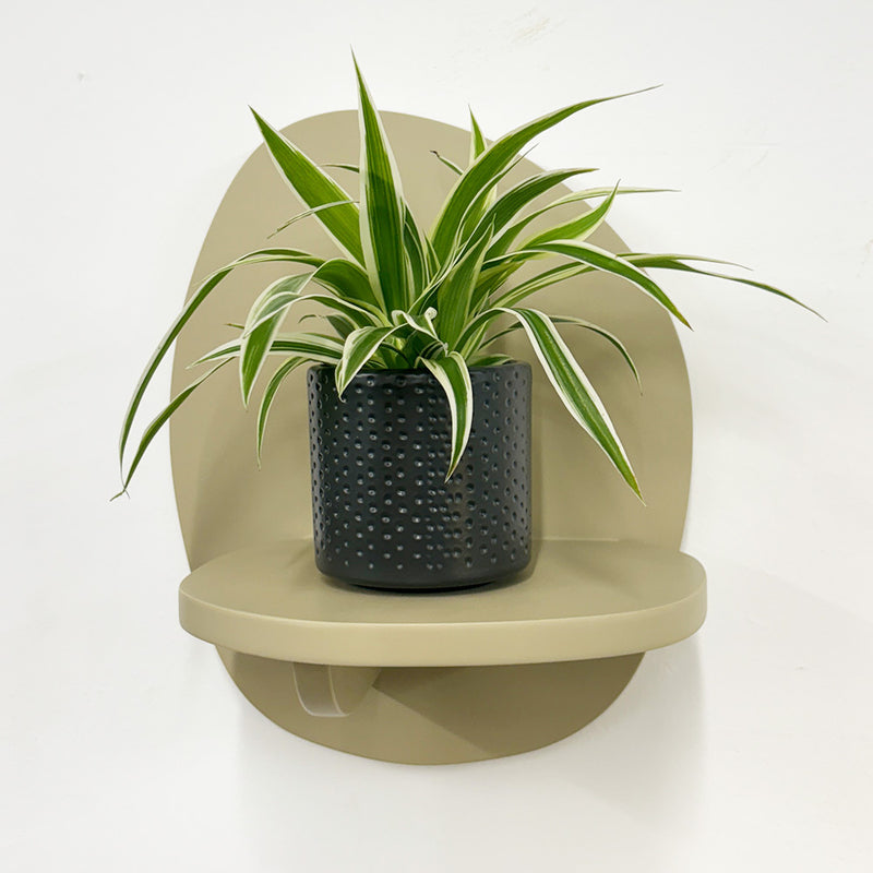 Mini Spider Plant & Pot