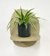 Mini Spider Plant & Pot