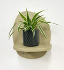 Grey Pot