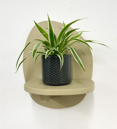 Mini Spider Plant & Pot