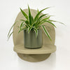 Mini Spider Plant & Pot